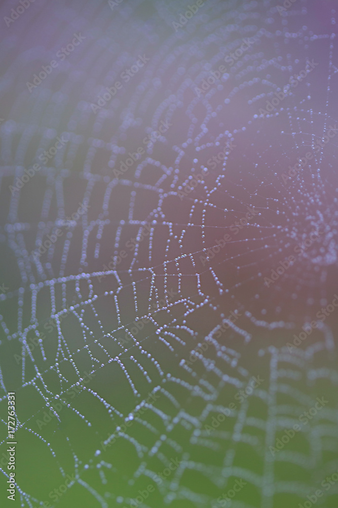 Macro of a spider web with a green and pink background Macro of a spider web with a green and pink background