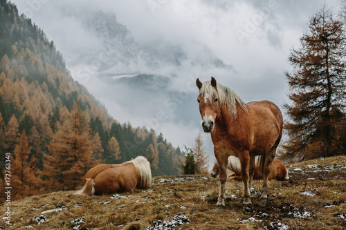 haflinger horses on autumnal meadow in foggy mountain landscape photo