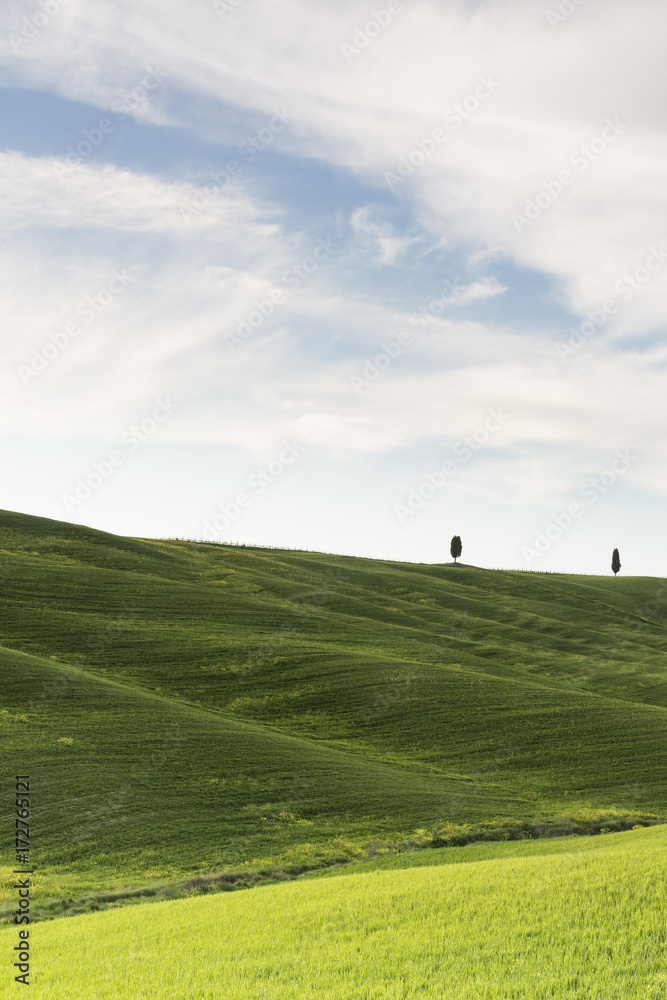 Lonely cypress trees on the hill Lonely cypress trees on the hill