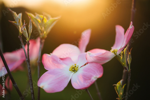 pink dogwood blossoms at sunset photo