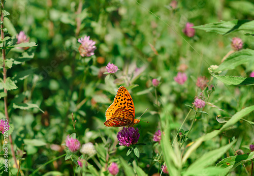 orange butterfly on purple clover