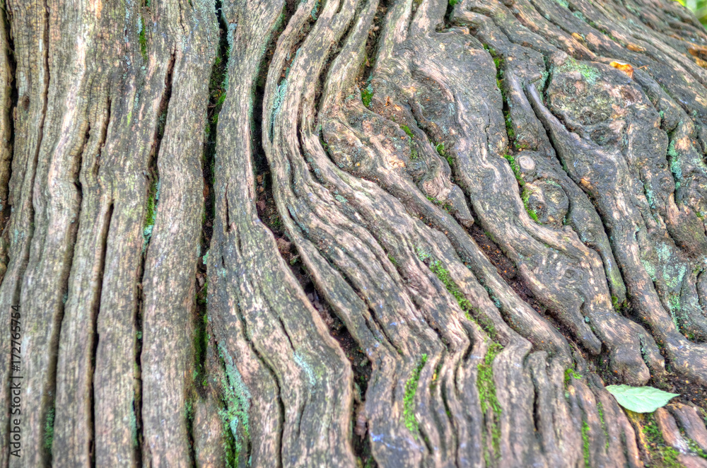dry tree bark texture background.. dry tree bark texture background..