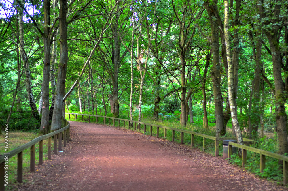 Fototapeta premium A wide sunlit footpath passes between oak and silver birch trees in Sherwood Forest..