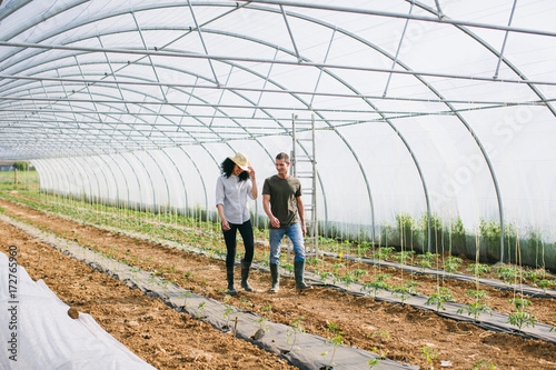 Couple gardening organic vegetables in a big greenhouse. photo