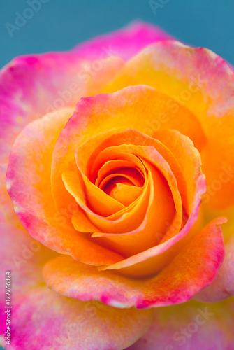 multicolored rose photo