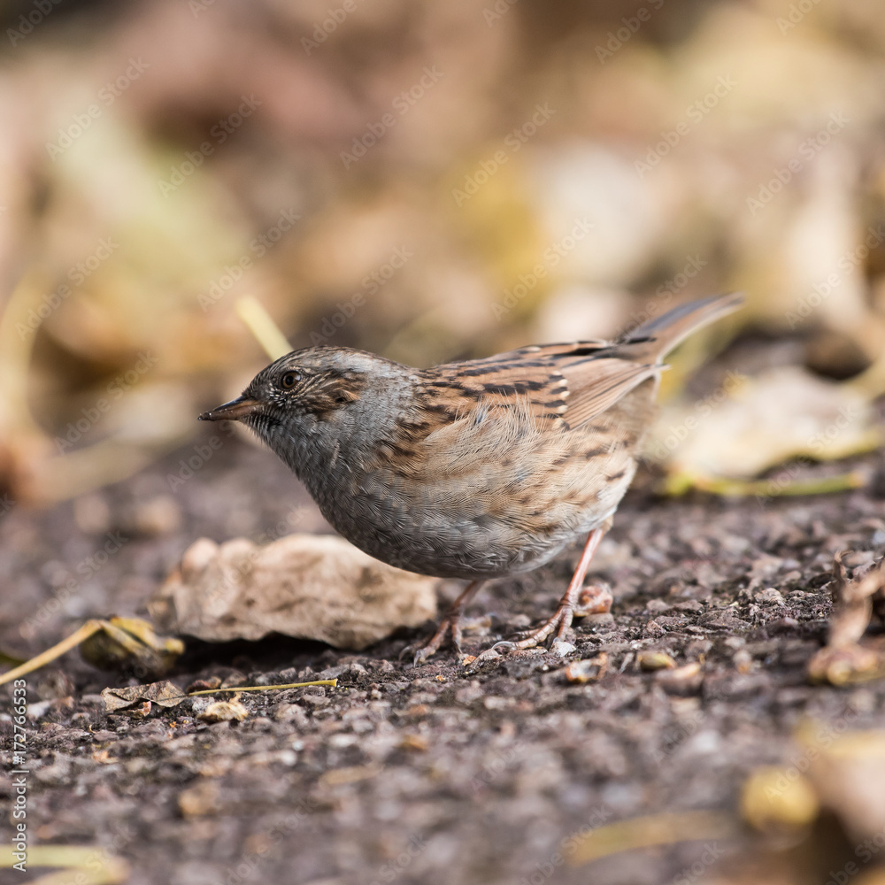Dunnock, Prunella modularis Dunnock, Prunella modularis