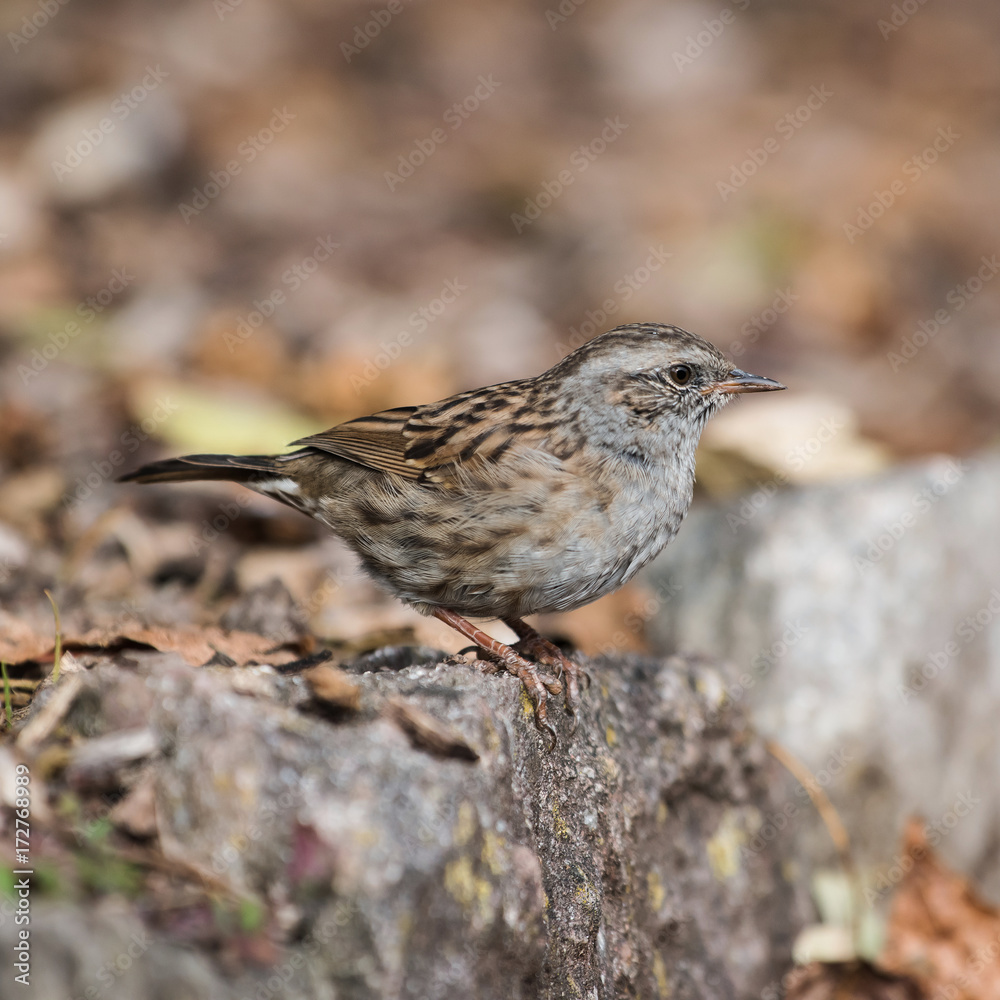 Fototapeta premium Dunnock, Prunella modularis