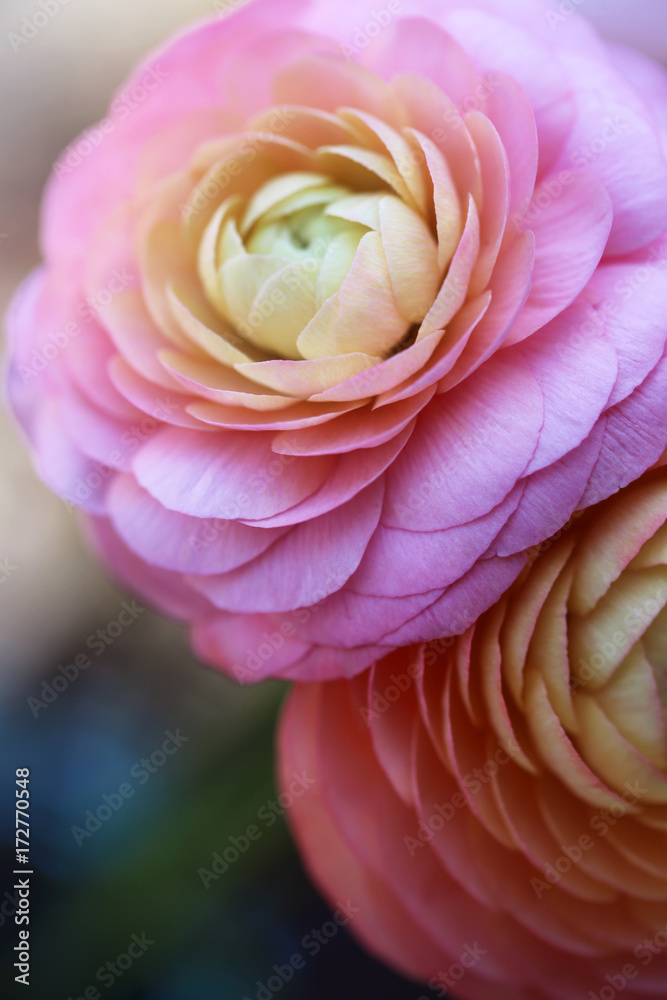 Two Vibrant Pink Ranunculus Flowers Two Vibrant Pink Ranunculus Flowers