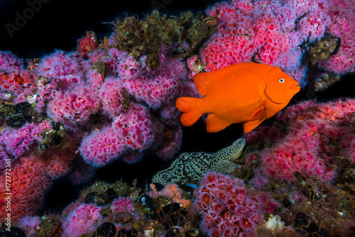 Εκτύπωση καμβά Garibaldi fish above star fish on oil rig structure