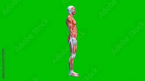 Human Muscular System on Green Screen, Male Muscle Model Isolated on Green Background, loop, 3D animation