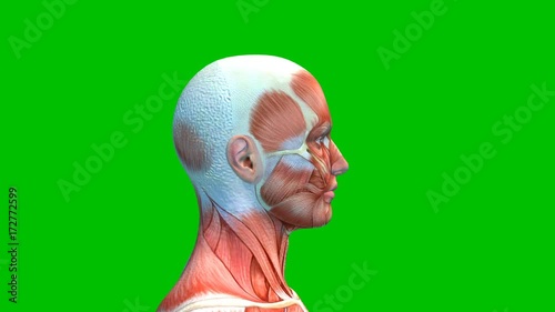 Male Head Muscles Isolated on Green Background, Human Muscular System Rotating on Green Screen, loop, 3D animation