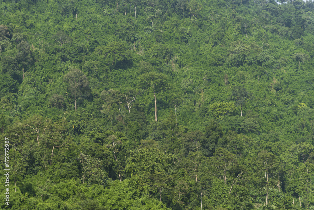 the tropical rain forest landscape view, Thailand