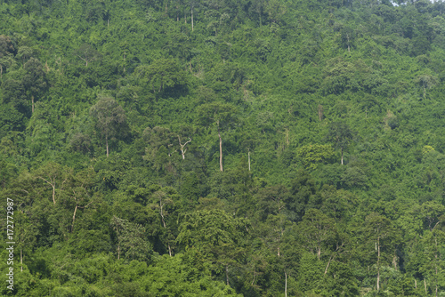 the tropical rain forest landscape view, Thailand