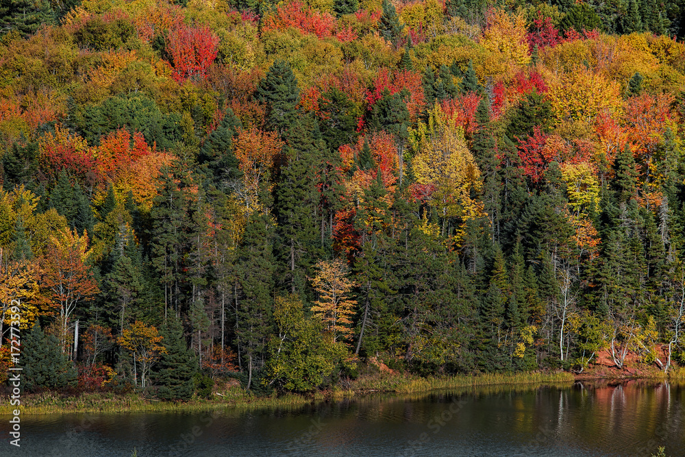 Bright autumn foliage along a river in rural Prince Edward Island.