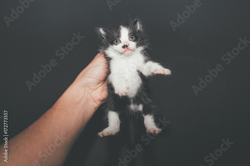 All You Need Is Love and a Cat