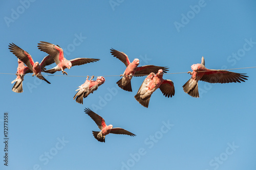 Australian galah
