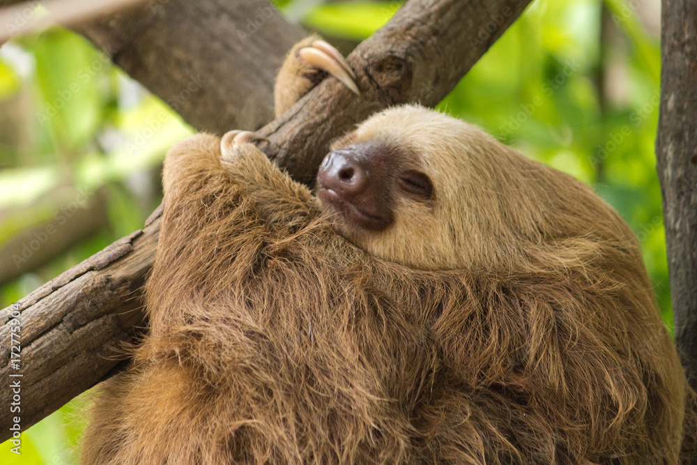 Fototapeta premium Sloth