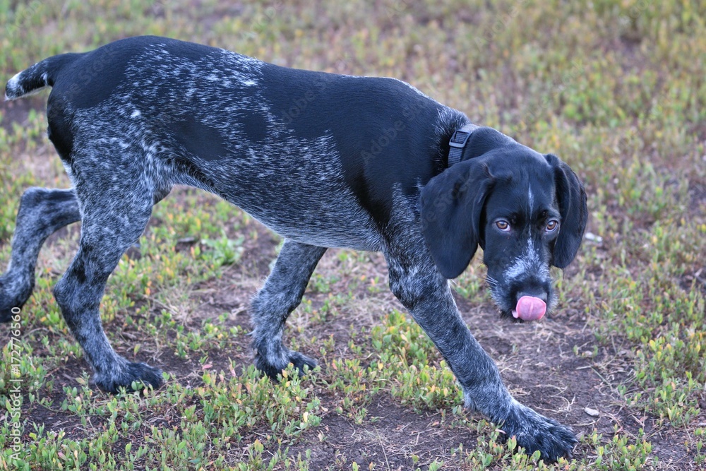 Hunting dog breed German Wirehaired pointer