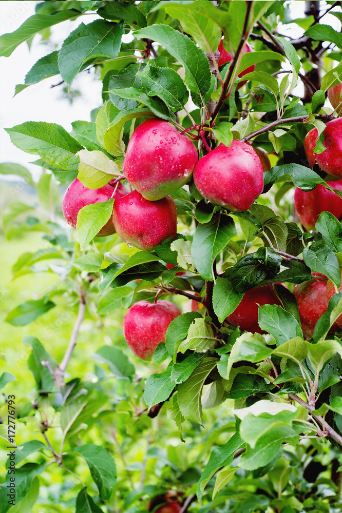 Gloster apple tree branch with apple after rain Gloster apple tree branch with apple after rain