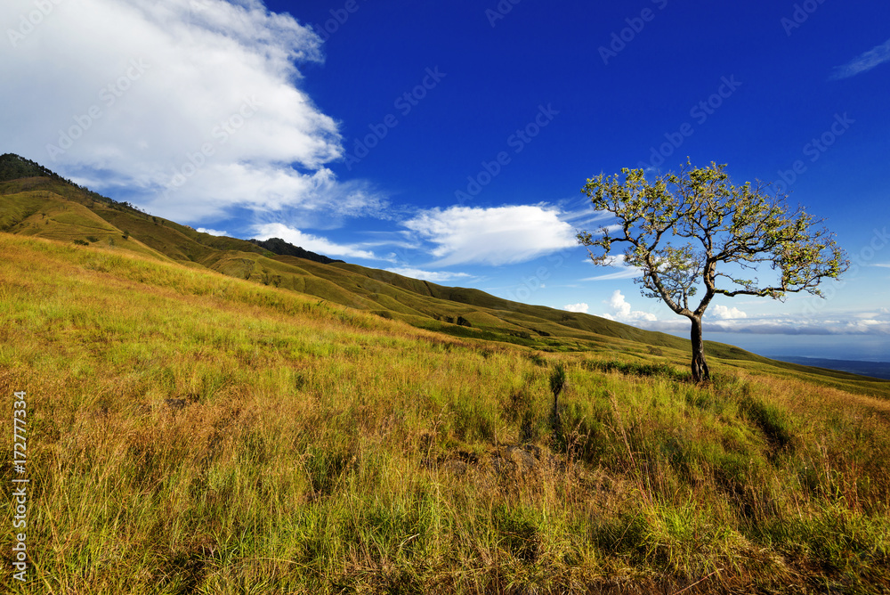 Lonely tree along slopes of Mt Rinjani, Indonesia