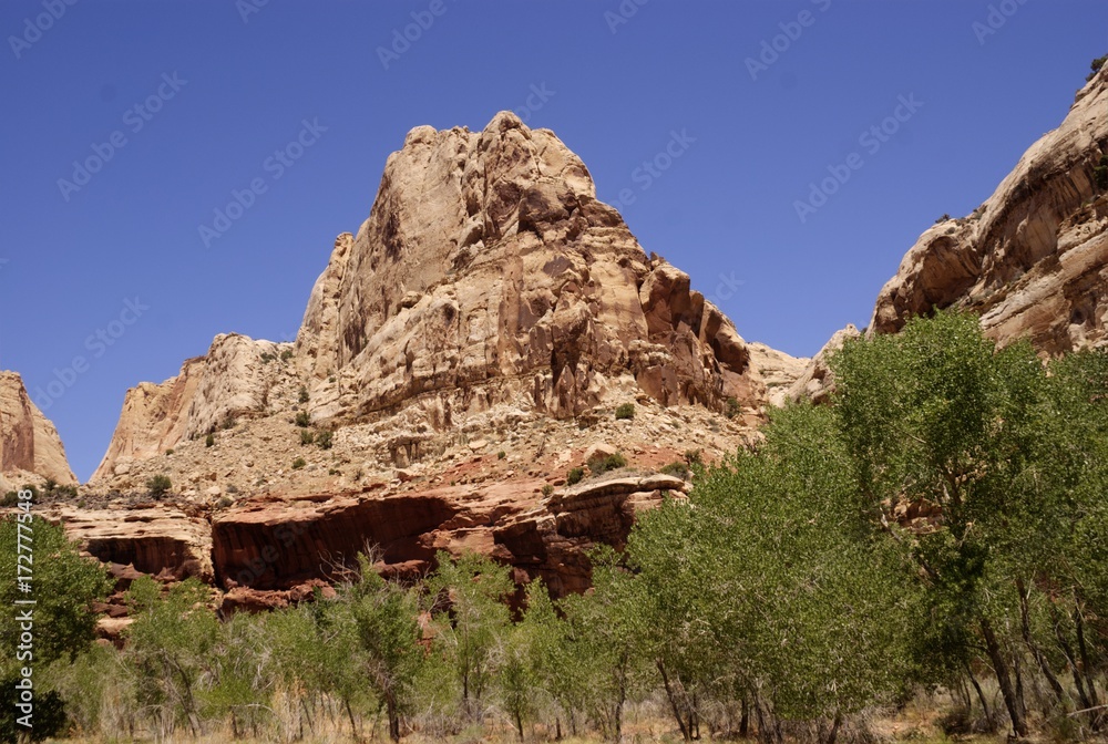 Cottonwood Trees in Front of the Sandstone Buttes of Capital Reef