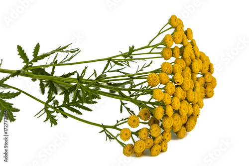 Flowers the medicinal plant of tansy, lat. Tanacetum vulgare, isolated on white background