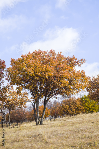 In autumn  trees on the hillside