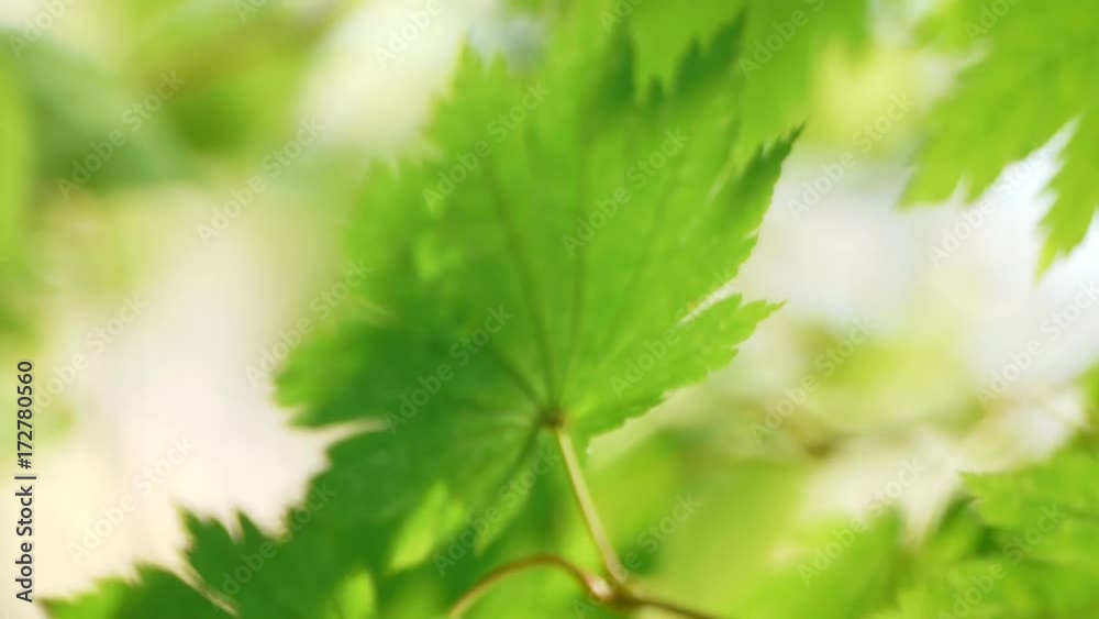 夏のモミジ 夏のモミジ