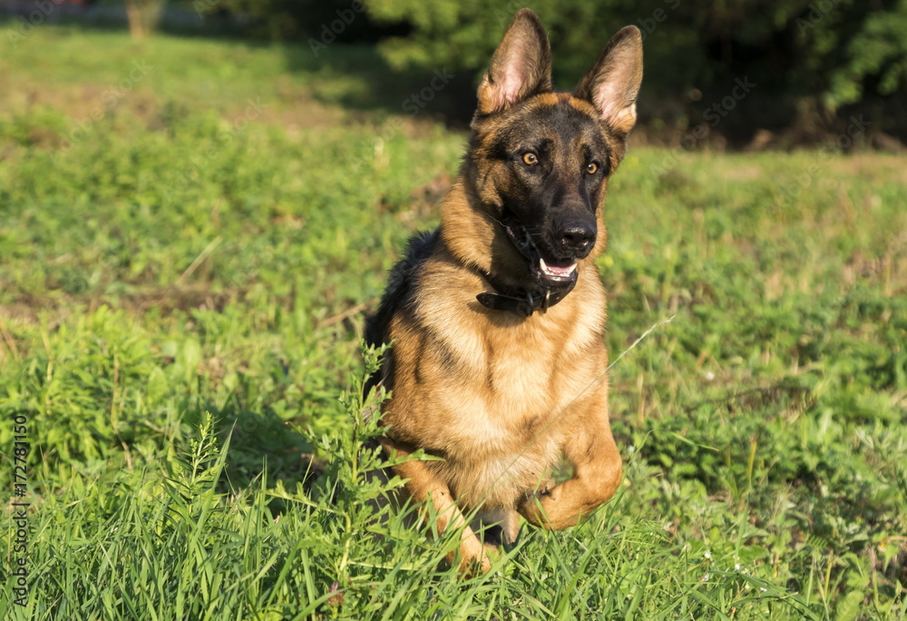 German shepherd runs in the summer park