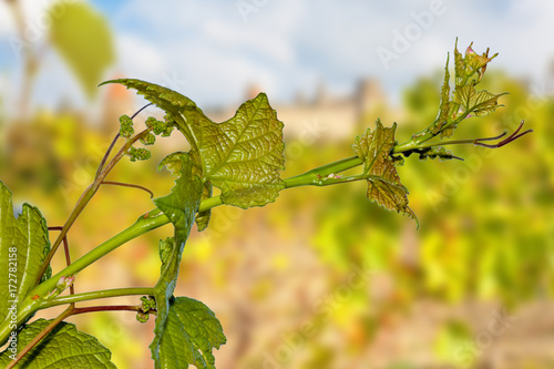 jeune pampre sur fond de vignes  photo