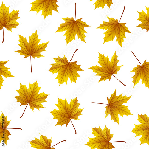 Golden maple leaves isolated on white background