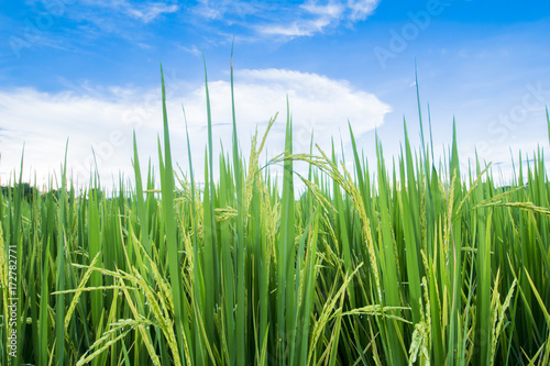 green rice field Thailand