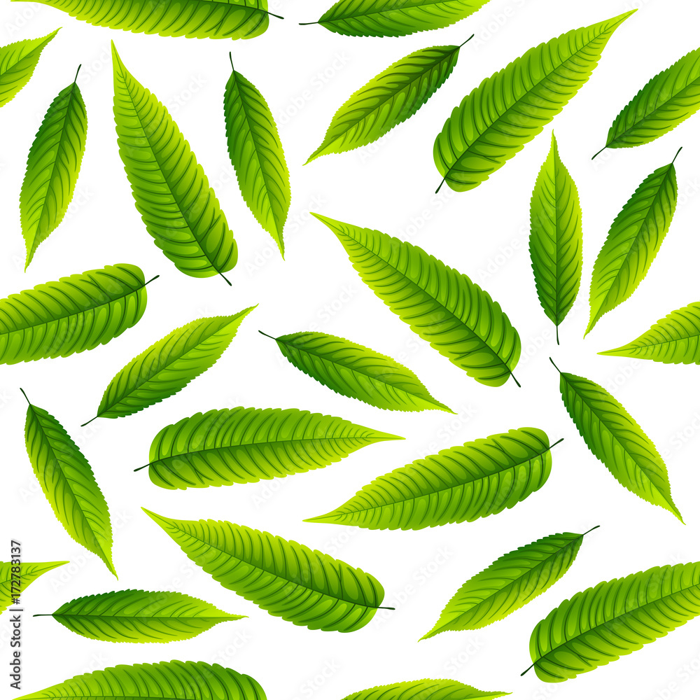 Green rowan leaves isolated on white background Green rowan leaves isolated on white background