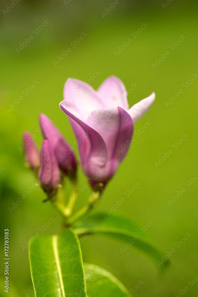 Close up flower