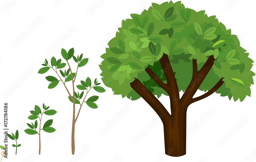 Stages of growth of a tree from a seed. Life cycle of a tree: from seed to large tree