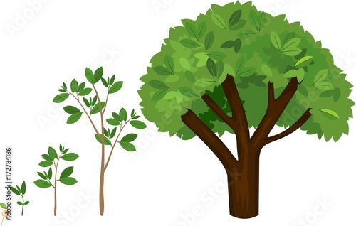 Stages of growth of a tree from a seed. Life cycle of a tree  from seed to large tree