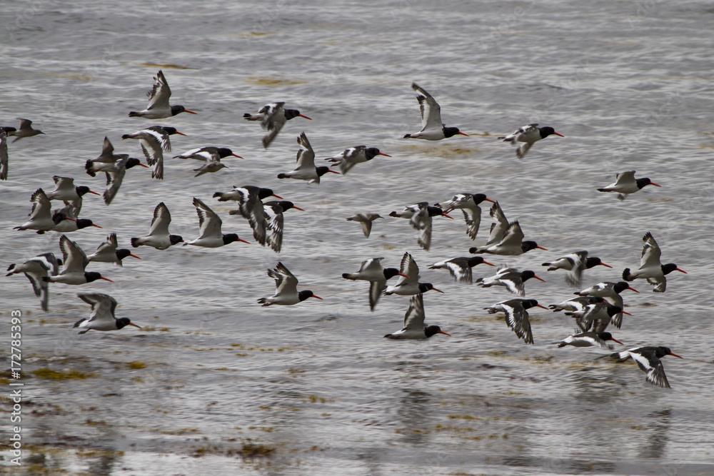 Fototapeta premium Austernfischer (Haematopus ostralegus)