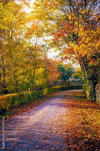 Autumn road © wila