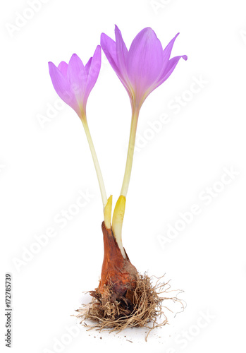 Colchicum flower isolated on white background photo