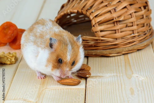 A small hamster eats an almond nut at his wicker house.
