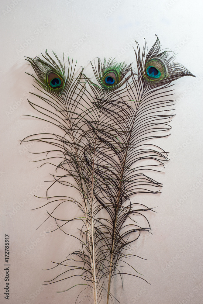 Obraz premium Colorful feathers