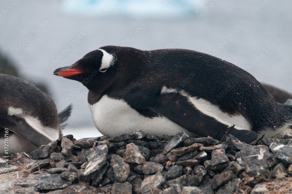 Naklejka premium Gentoo Penguins on Cuverville Island, Antarctica