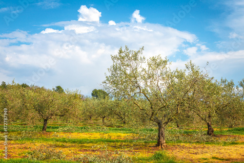 Rural landscape with olive grove during a sunny day in the spring, Croatia - Istria, Europe