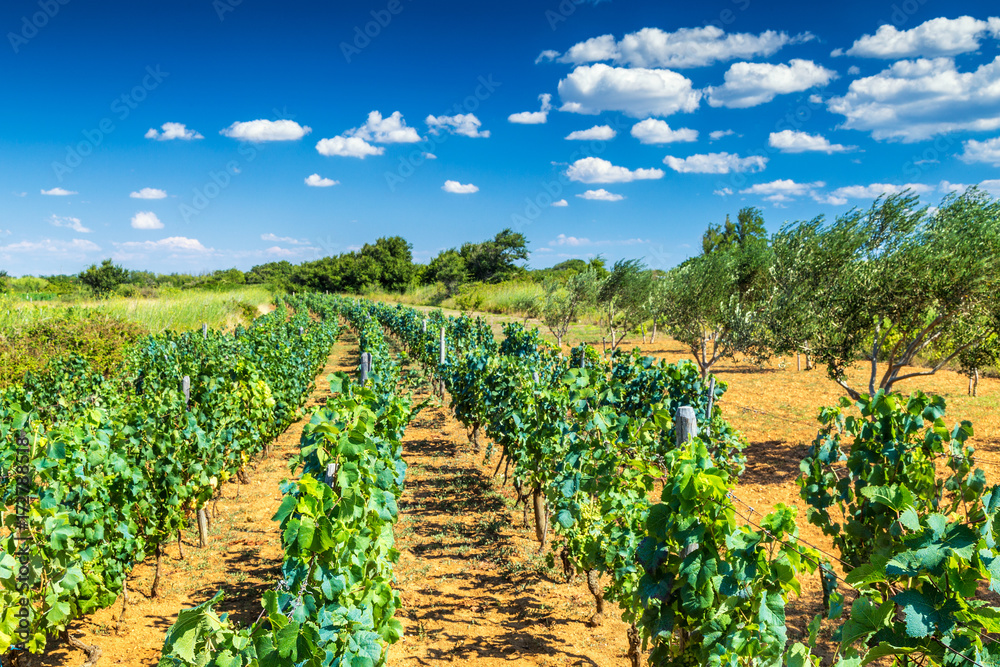 A vineyard in a summer sunny landscape with a blue sky and clouds.