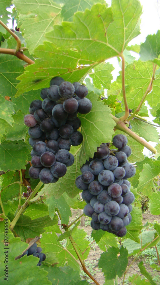 Bunches of blue grapes. Blue grapes with leaves and vine.