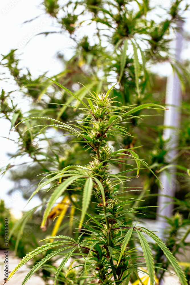 Marijuana plant on a background of dark sky Marijuana plant on a background of dark sky