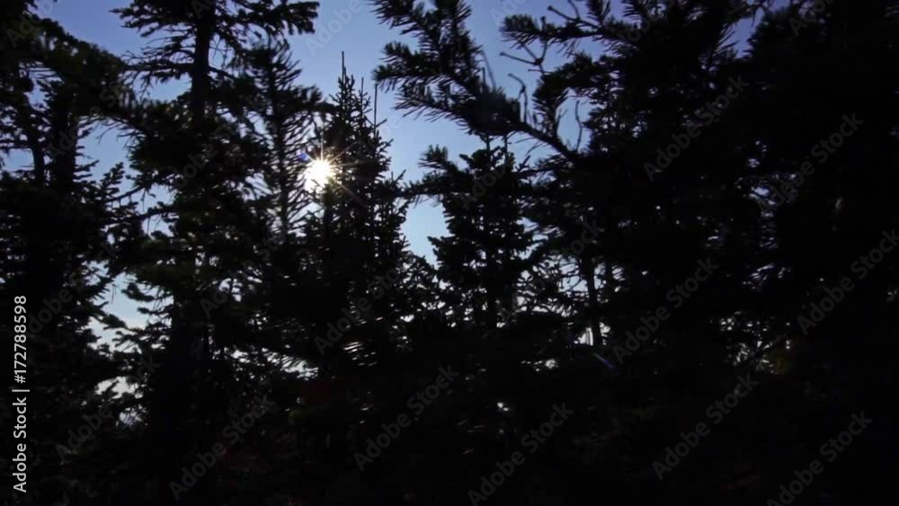 Sunlight Shining Through the Trees in the summer forest
Sunlight Shining Through the Trees in the summer forest