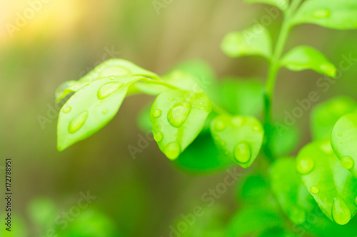 Green leaves , fresh in morning backgroud concept