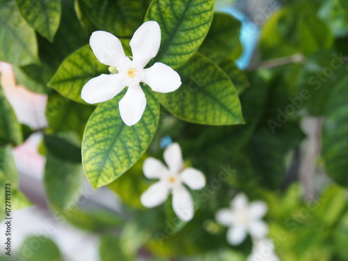 Beautiful Cape Jasmine , Cape Gardinia. Macro with Natural Light in the morning.