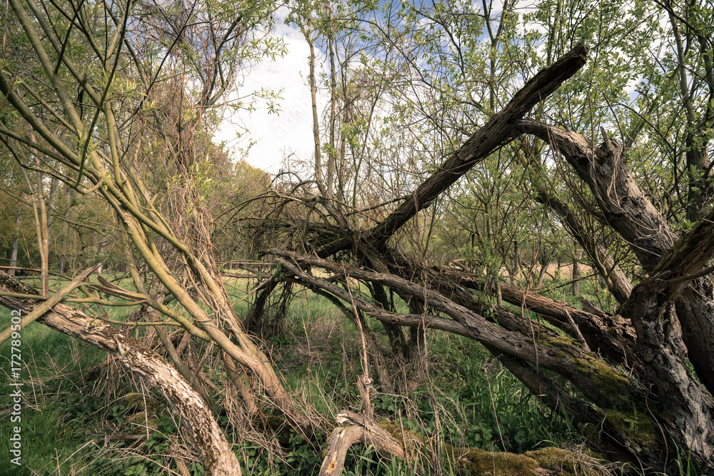 Obraz premium fallen tree in a forest